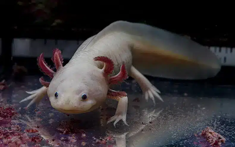 1 min chrono axolotl fascination chercheur