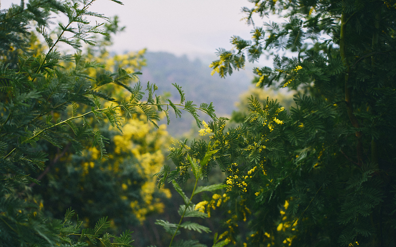 Maison violet mimosa