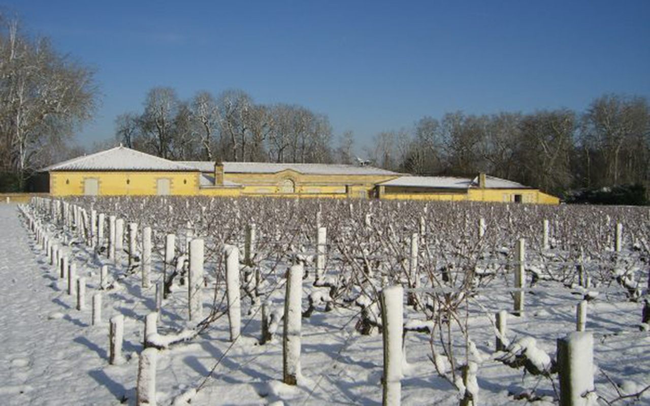 Château Margaux vignoble