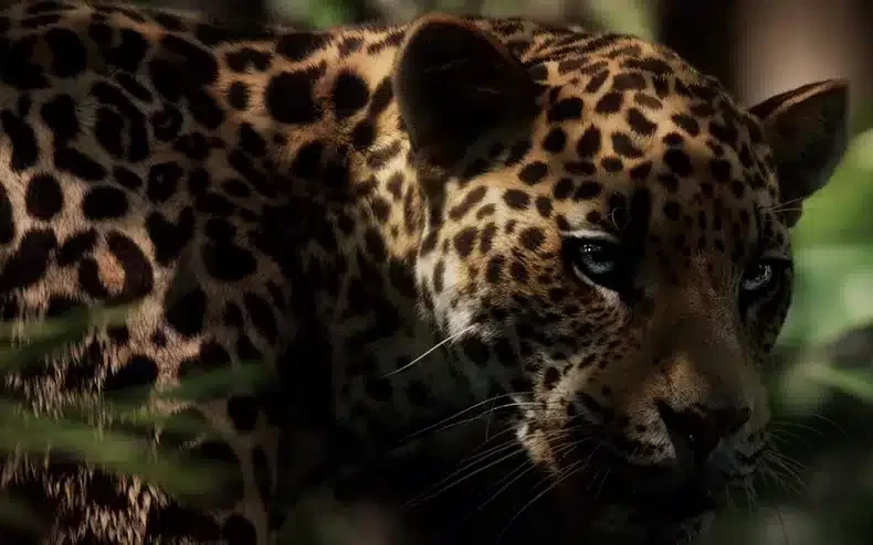 Emblème de Cartier animal pourquoi la Panthère est l’emblème de Cartier animal